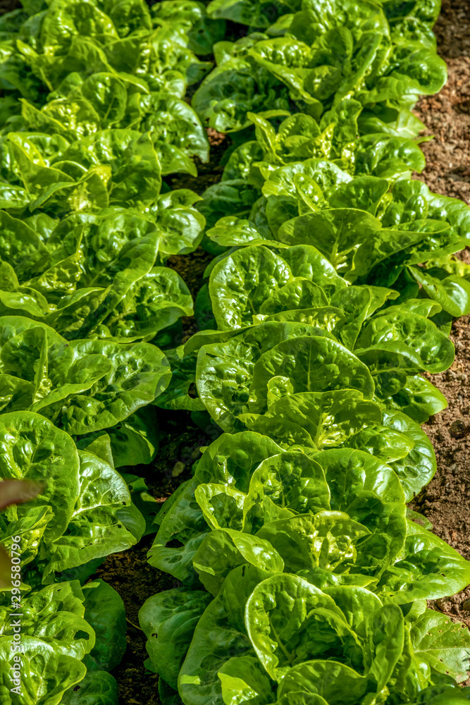 Acelgas plantadas en línea en un huerto urbano en la ciudad.
