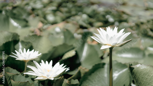 Obraz na plátne Lotus flower plants and lotus flower in pond, The symbol of the Buddha, Thailand