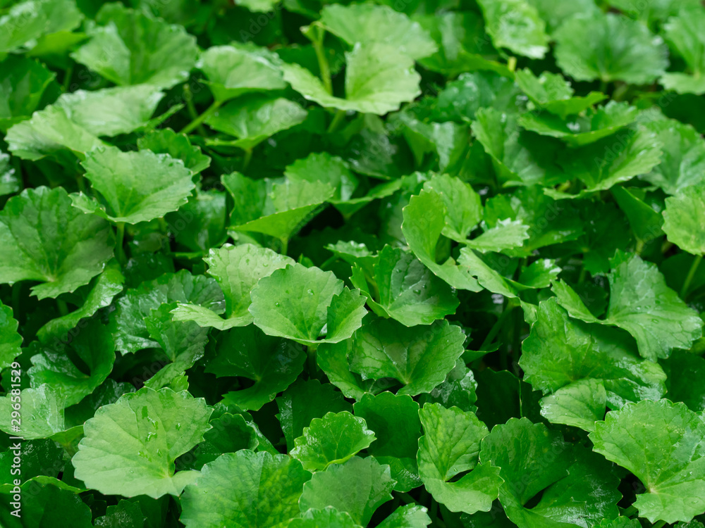 Centella asiatica can cure many diseases Centella asiatica can cure many diseases