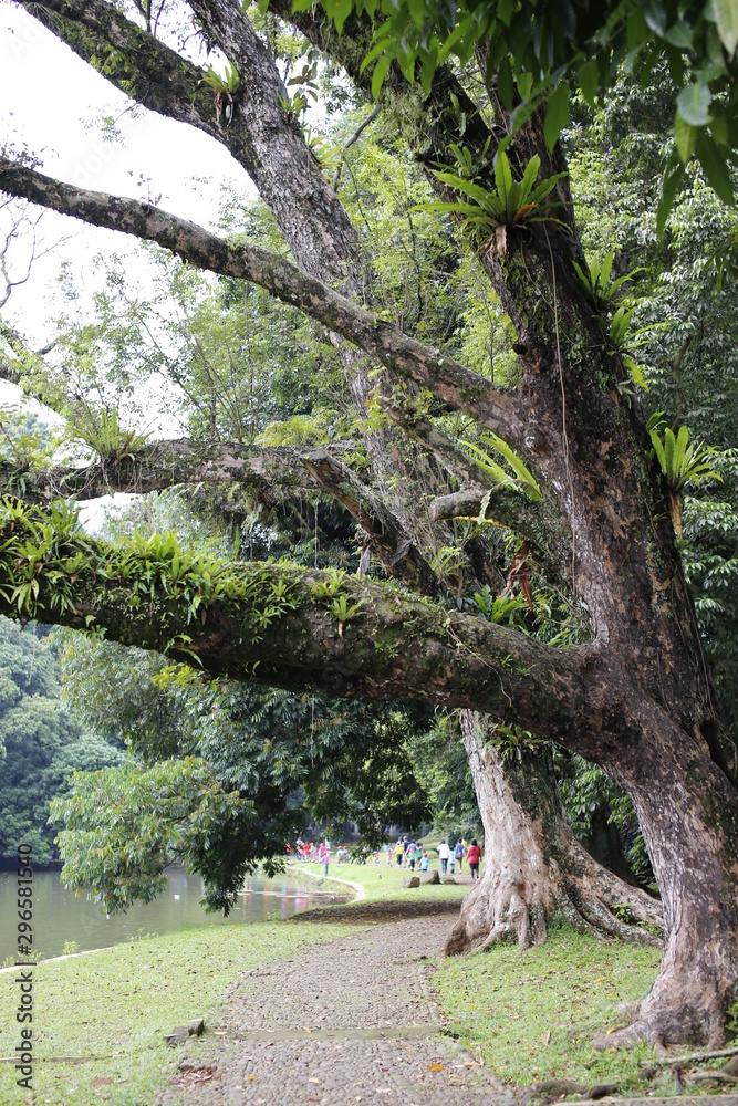 Obraz premium Botanical garden in Bogor, Java, indoneaia