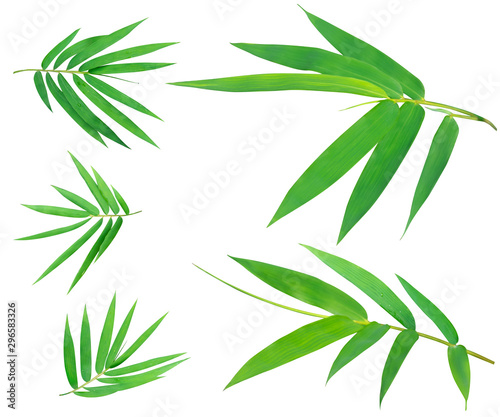 green bamboo leaves isolate with clipping path