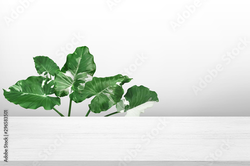 tropical palm leaves design with white wooden table top for advertisement dis...