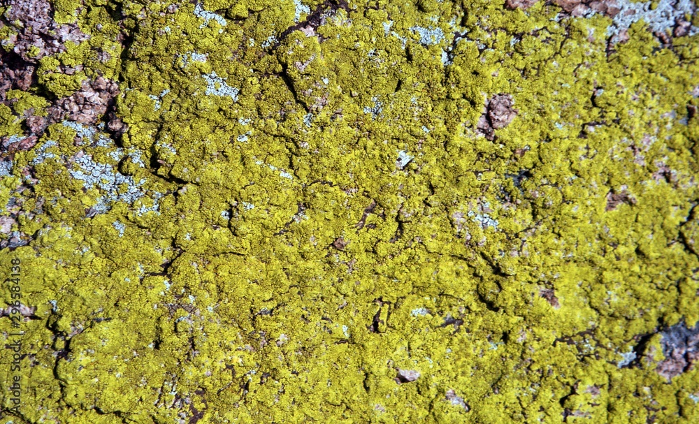 texture of a stone texture of a stone