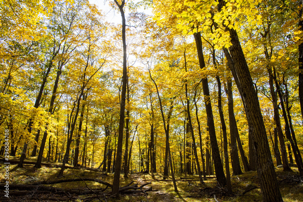 Obraz premium Autumn forest scenes