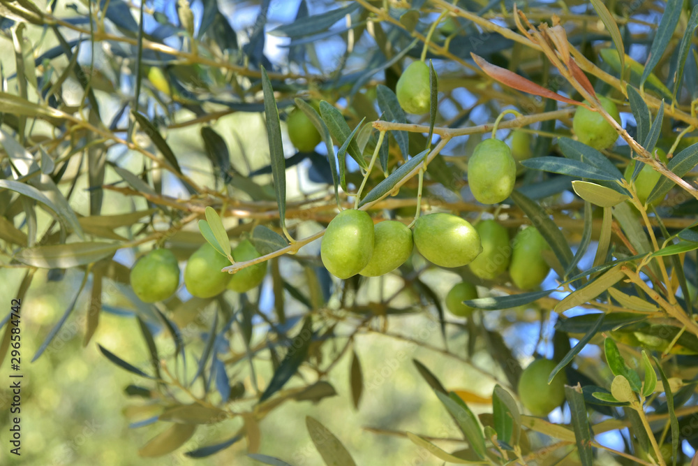 Branch of oil tree with green organic olives fruits with selective focus and green leaves on background. Olive tree orchard. Seasonal autumn harvest from olive trees. Greece olive tree in the garden