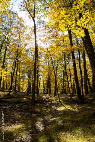 Autumn forest scenes