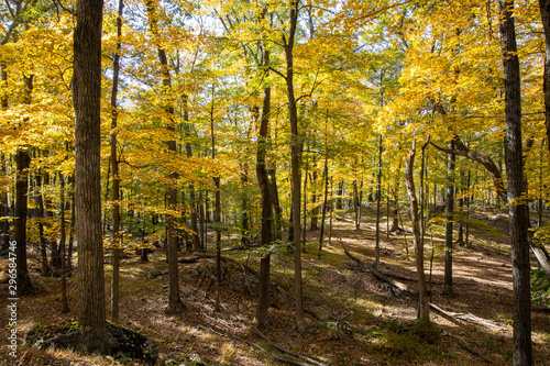 Autumn forest scenes