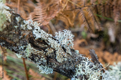 lichen growing on the branches of an oak photo