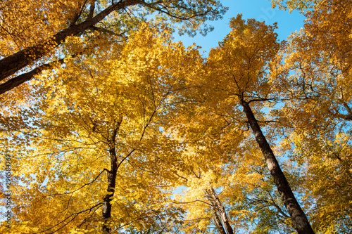 Autumn forest scenes