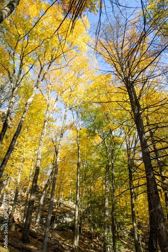 Autumn forest scenes