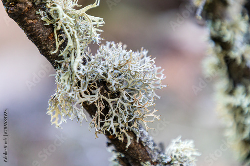 lichen growing on the branches of an oak photo