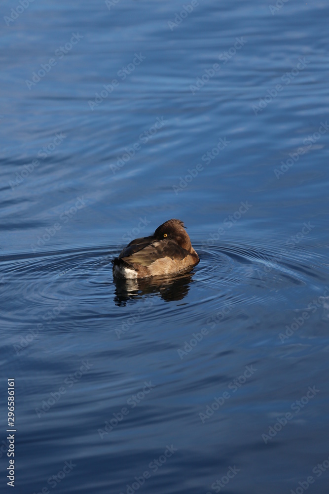 aves varias aves varias