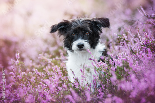 Fotografie Chinese crested dog in heather flower landscape