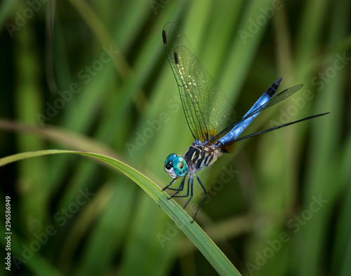 Blue dasher dragonfly (Pachydiplax longipennis) resting on grass blade