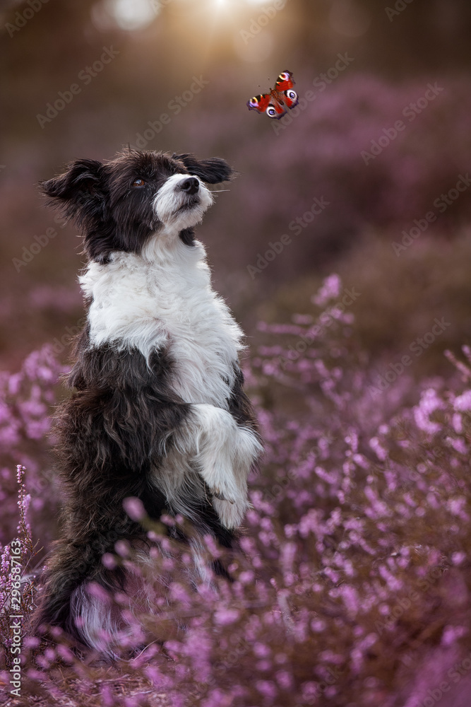 Chinese crested dog in heather landscape looking to a butterfly