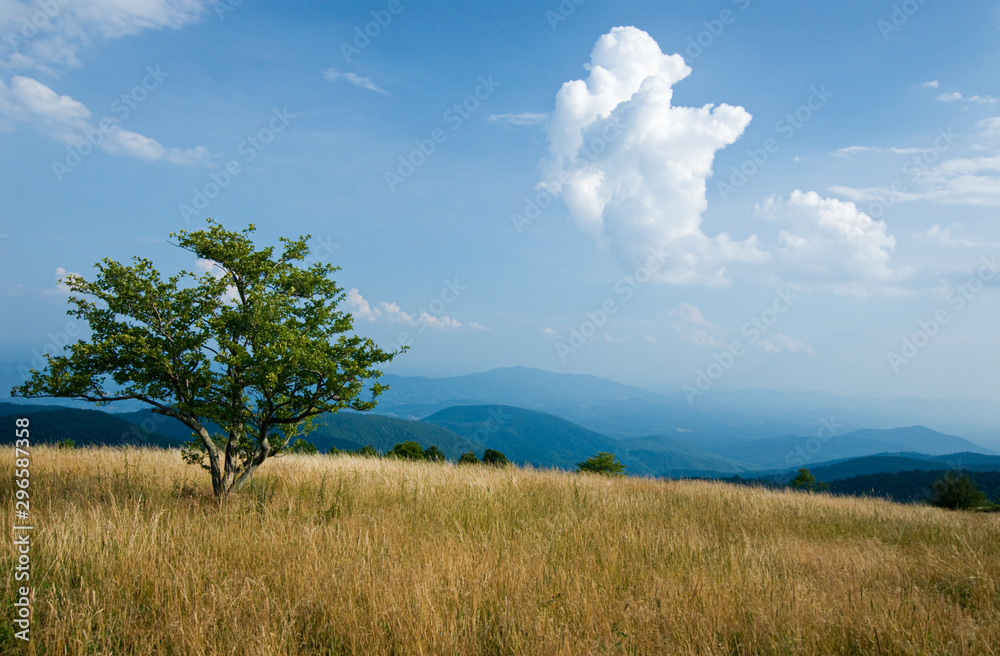 Lone tree in mountain meadow along Appalachian Trail on top of Cole Mountain  in the Blue Ridge Mountains of Virginia.