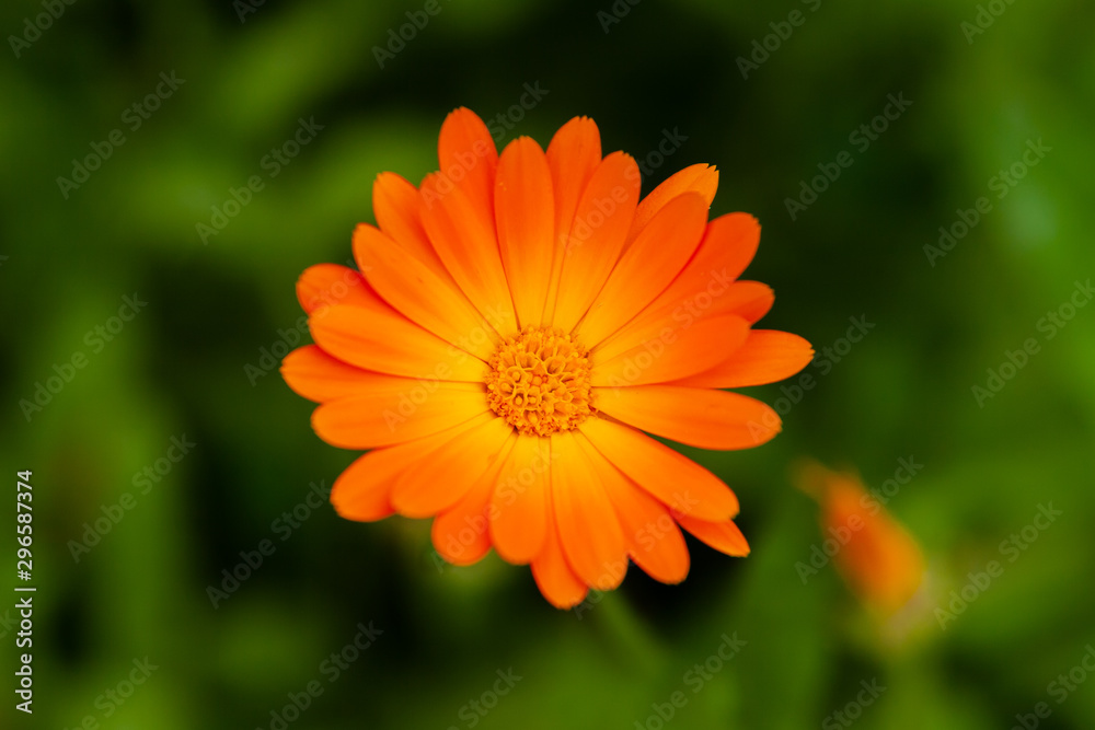 Orange calendula flower close-up on a blurred background. Orange calendula flower close-up on a blurred background.