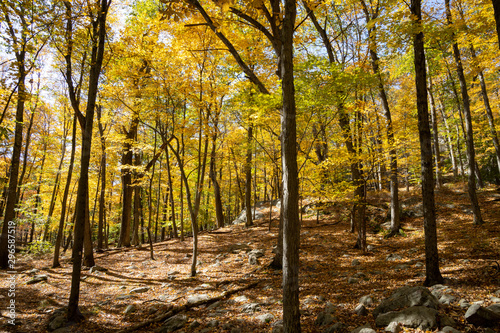Harriman State Park in the fall