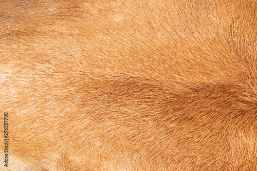 Cow skin,Texture of a brown cow.