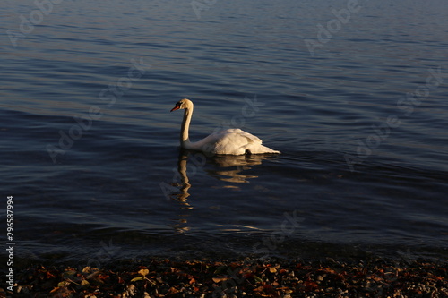 aves varias 