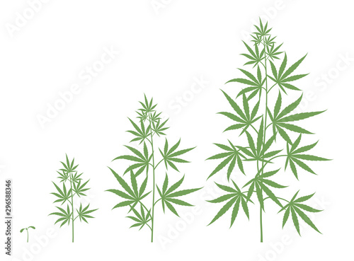 The Growth Cycle of Cannabis sativa plant. Marijuana phases set. Hemp ripening period. The life stages. Weed Growing pot. Silhouette vector Infographic illustration.