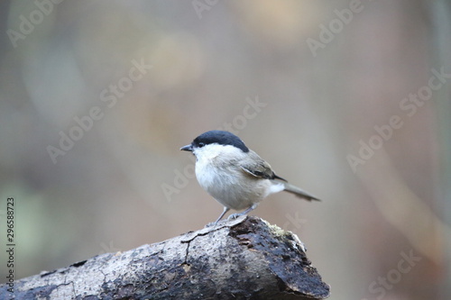 aves varias 