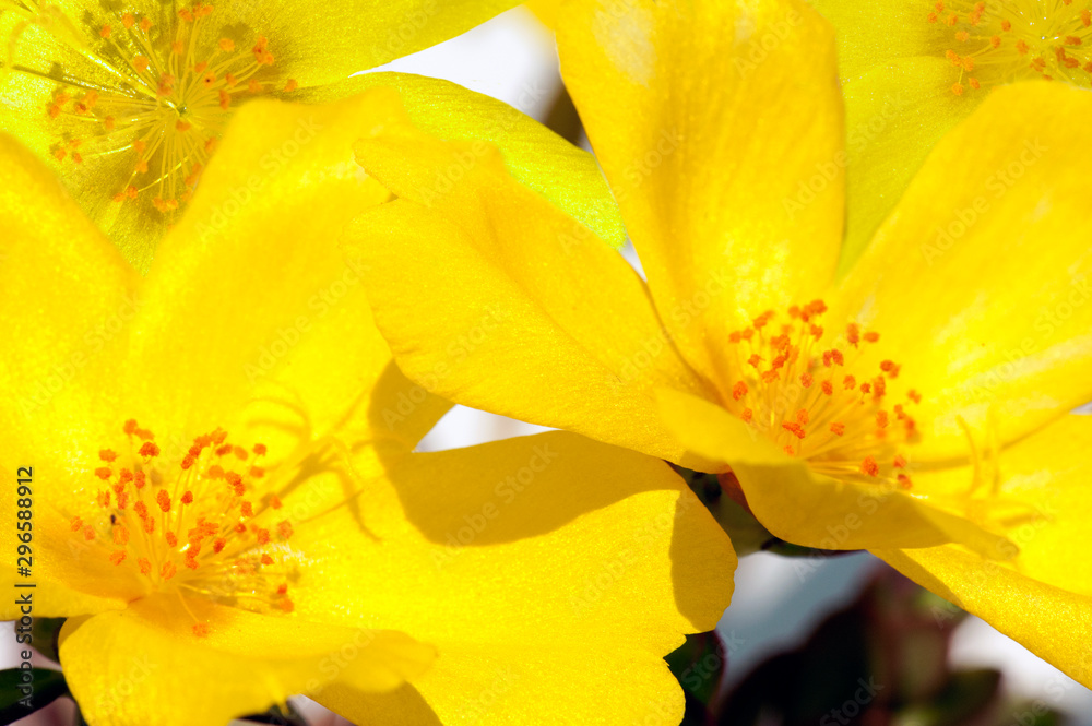 Closeup of petals with stamens and pollen of yellow flowers Closeup of petals with stamens and pollen of yellow flowers