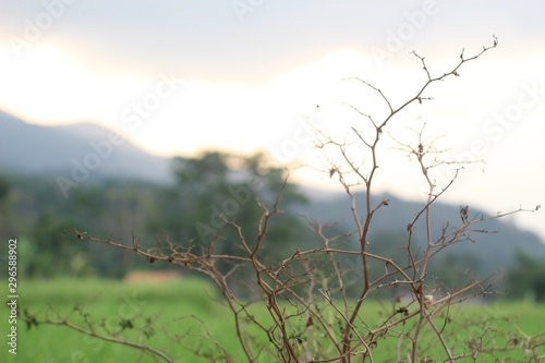 Withered Tree in the Rice Field