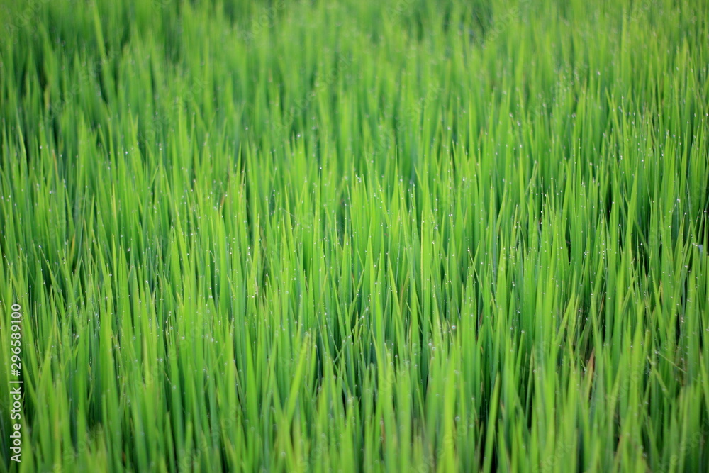 Rice green field and paddy rice for natural background. Rice green field and paddy rice for natural background.