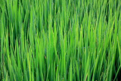 Rice green field and paddy rice for natural background.