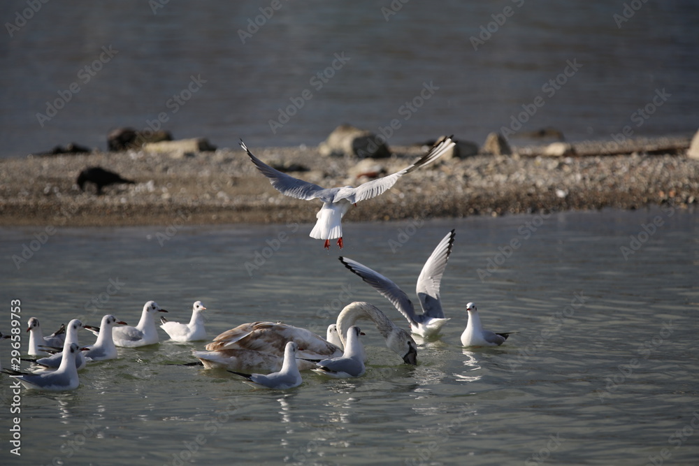 Obraz premium aves varias 