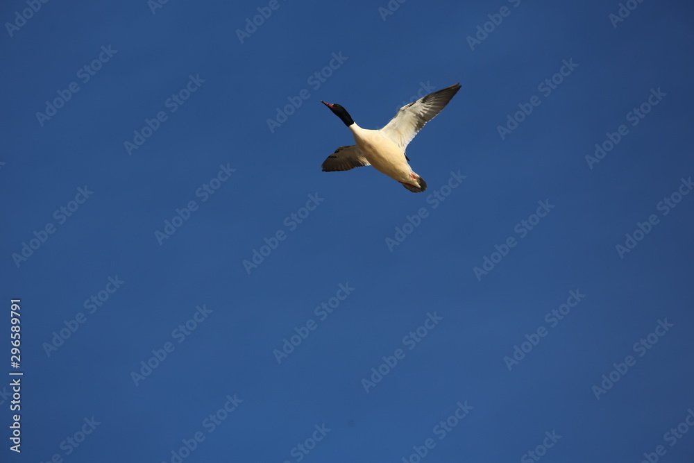 Fototapeta premium aves varias 