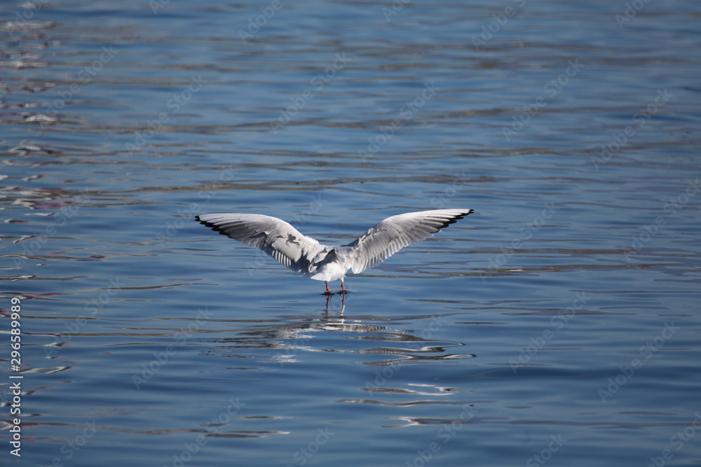 aves varias aves varias