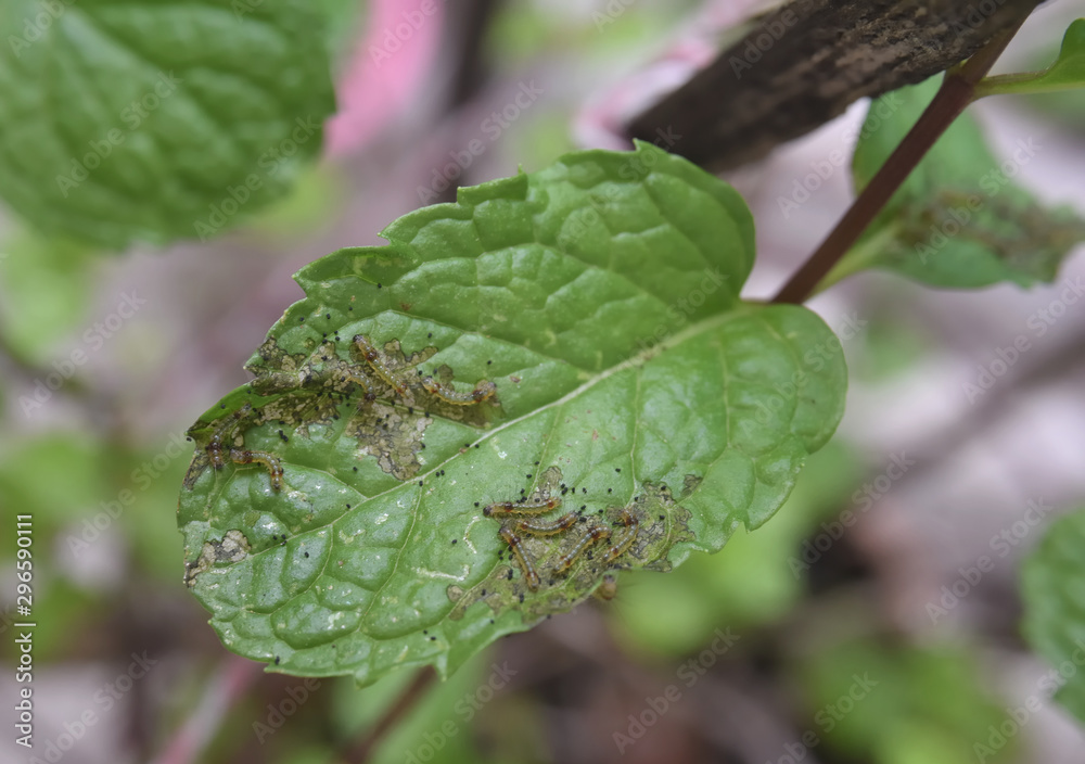 Group of young worms on mints leaf, Close up shot Group of young worms on mints leaf, Close up shot