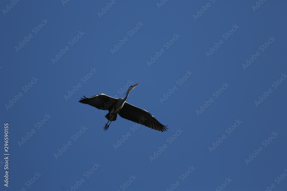 Fototapeta premium aves varias 