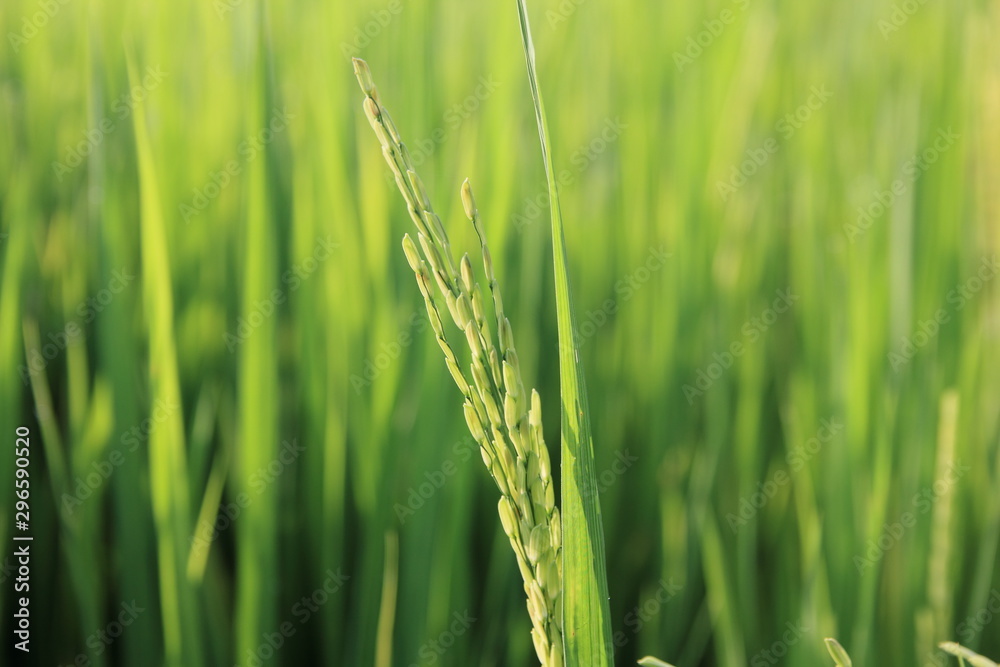 Rice green field and paddy rice for natural background. Rice green field and paddy rice for natural background.