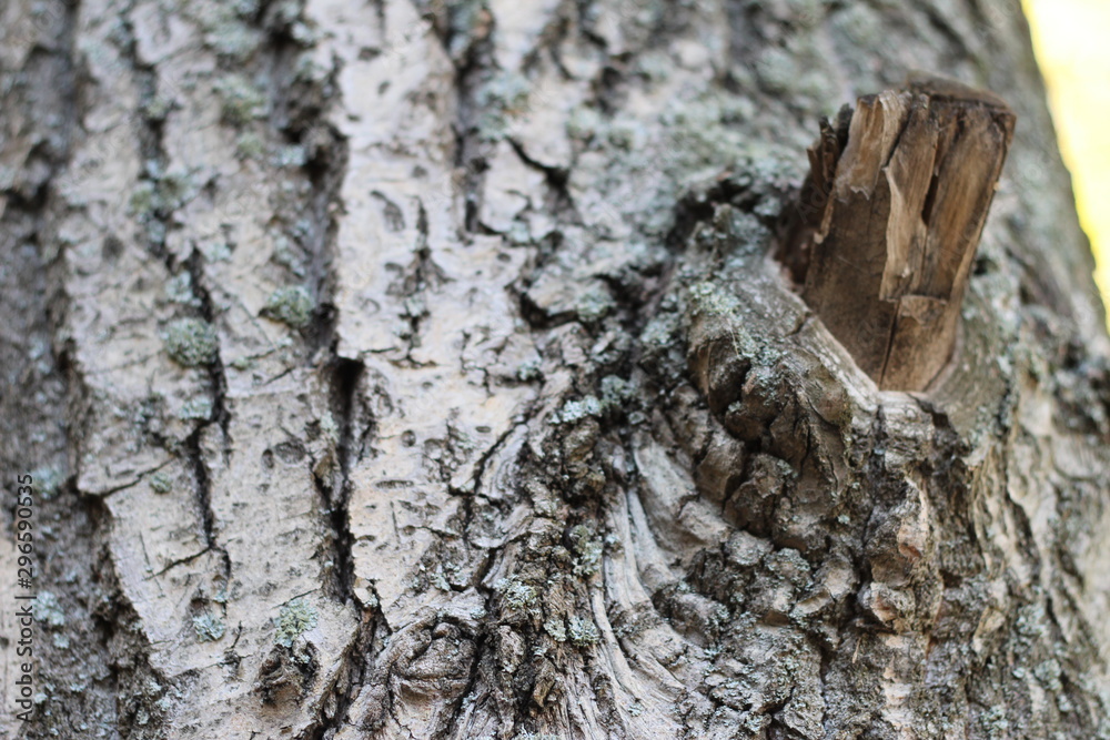 Fototapeta premium bark of an old tree, textured, spectacular