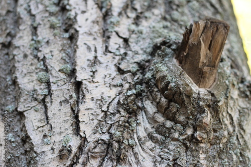 bark of an old tree, textured, spectacular