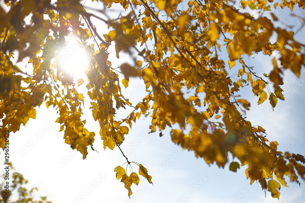 Bright sunlight makes its way through the yellow-orange autumn leaves Bright sunlight makes its way through the yellow-orange autumn leaves