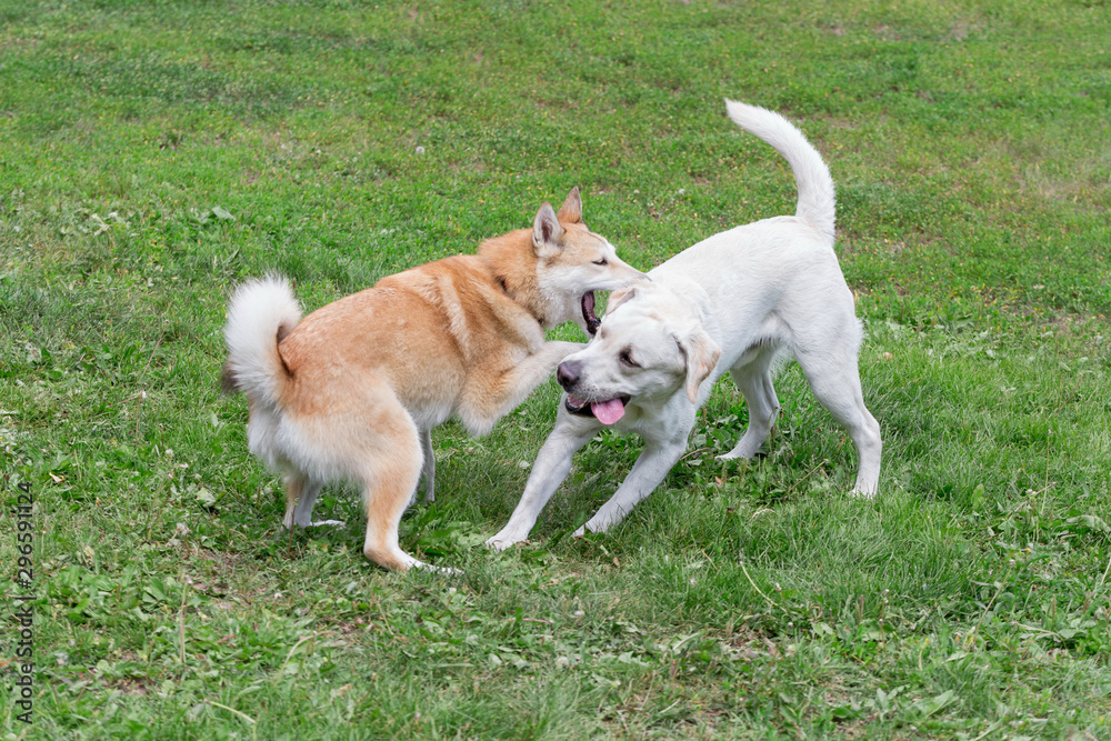 West siberian laika and labrador retriever are playing in the autumn park. Pet animals.