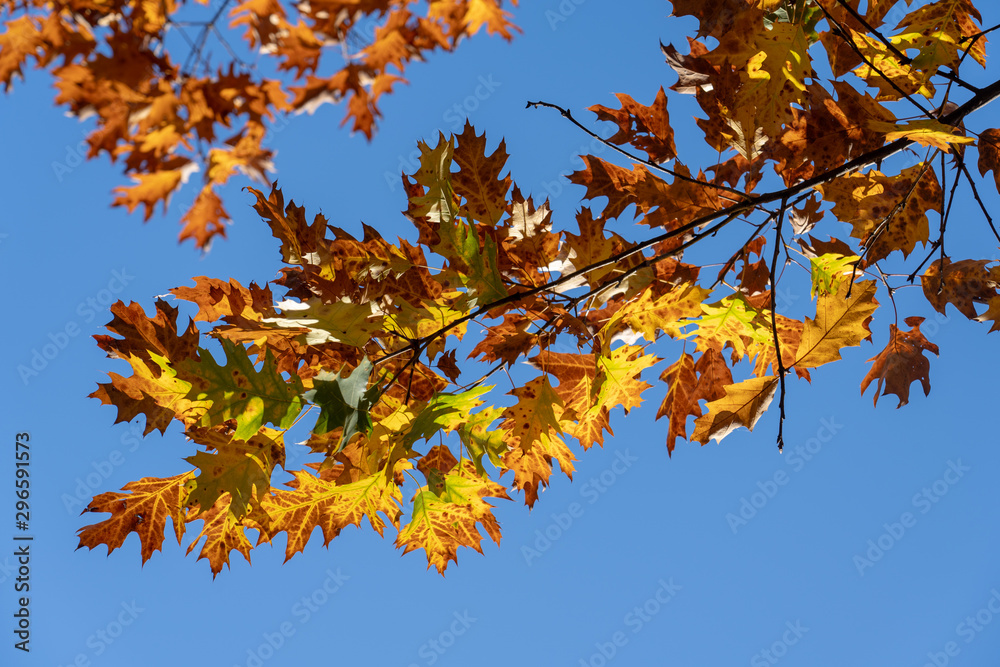 Eichenlaub im Herbst, bunt am Zweig
