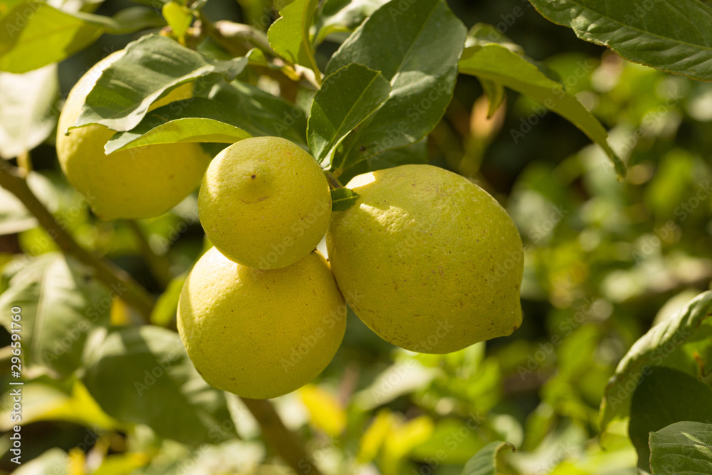 close up of organic lemons on a lemon tree close up of organic lemons on a lemon tree