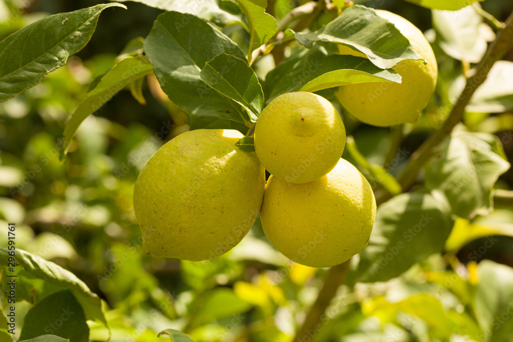 close up of organic lemons on a lemon tree