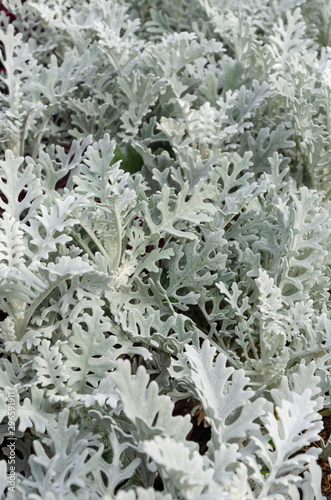 Dusty miller, Silver ragwort, Silver dust or Jacobaea maritima. Silver foliage background. Closeup