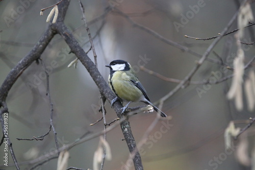 aves varias 