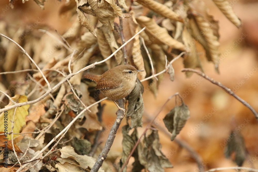 aves varias aves varias