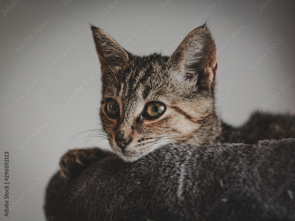 Obraz premium Gray Cat