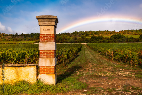 beautiful scenic autumn landscape of Bourgogne Clos de la Pucelle grand cru vineyard, old fence with rainbow above in the morning