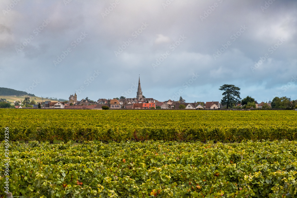 Burgundy. View on the vineyards in front of the village of L'Hôpital de Meursault. France