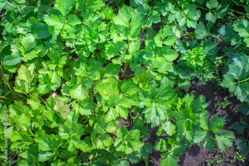 celery background the cultivation of spice plants. Fresh green celery leaves Artemisia Lactiflora grow in field plantation organic herb garden
